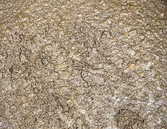 fermentação alcoólica